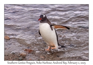 Southern Gentoo Penguin