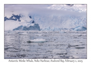 Antarctic Minke Whale