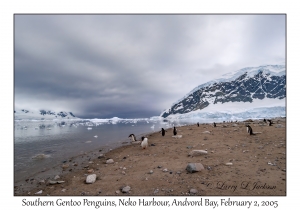 Southern Gentoo Penguins