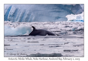 Antarctic Minke Whale