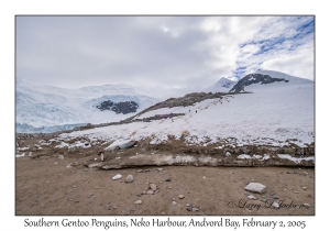 Southern Gentoo Penguins