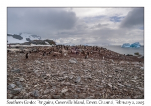 Southern Gentoo Penguins