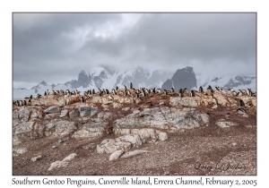 Southern Gentoo Penguins