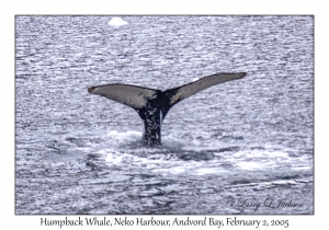 Humpback Whale