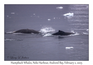 Humpback Whales