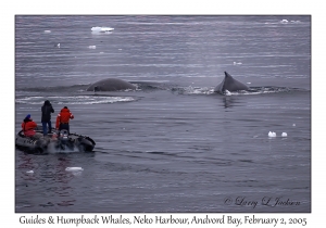 Guides & Humpback Whales