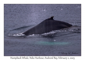 Humpback Whale