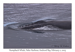 Humpback Whale