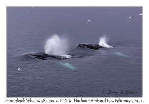 Humpback Whales