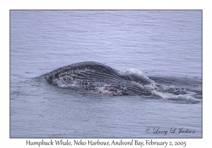 Humpback Whale