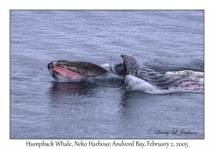 Humpback Whale