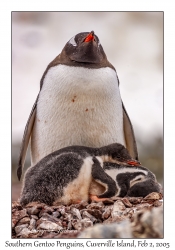 Southern Gentoo Penguins