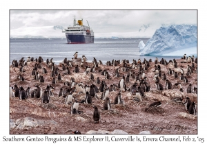 Southern Gentoo Penguins