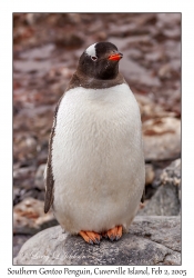 Southern Gentoo Penguin