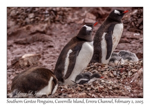 Southern Gentoo Penguins