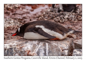 Southern Gentoo Penguin