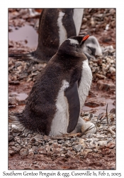 Southern Gentoo Penguin & egg