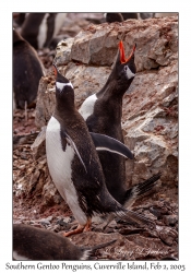 Southern Gentoo Penguins