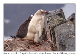 Southern Gentoo Penguins