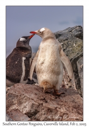 Southern Gentoo Penguins