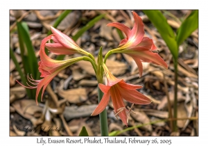 Striped Barbados Lily