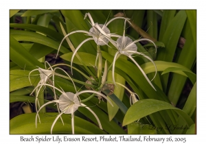 Beach Spider Lily