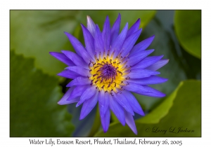 Water Lily