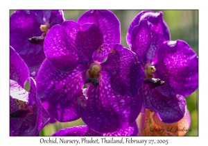 Orchid