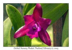 Orchid