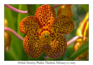 Orchid