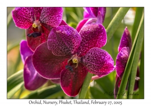 Orchid