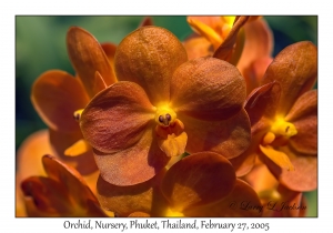 Orchid