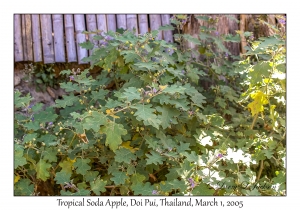 Tropical Soda Apple