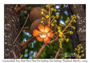 Cannonball Tree