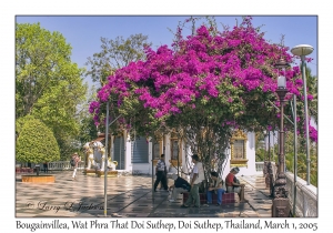 Bougainvillea