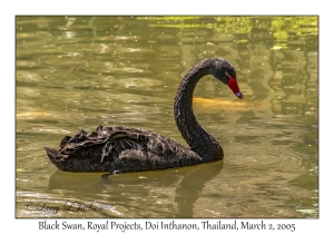 Black Swan