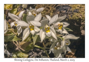 Shining Coelogyne