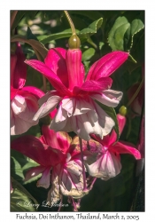 Fuchsia hybrid