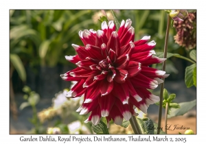 Garden Dahlia