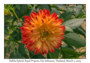 Dahlia hybrid