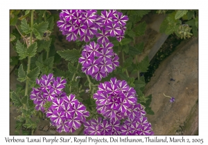 Verbena 'Lanai Purple Star'