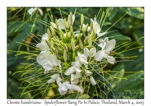 Spiderflower