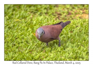 Red Collared Dove