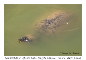 Southeast Asian Softshell Turtle