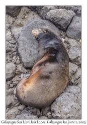 Galapagos Sea Lion