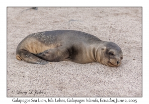 Galapagos Sea Lion