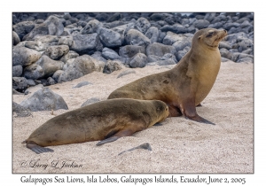 Galapagos Sea Lions