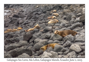 Galapagos Sea Lions