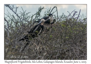 Magnificent Frigatebirds