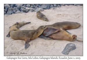 Galapagos Sea Lions